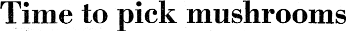Article image