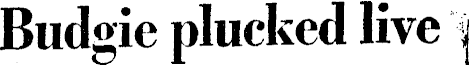 Article image